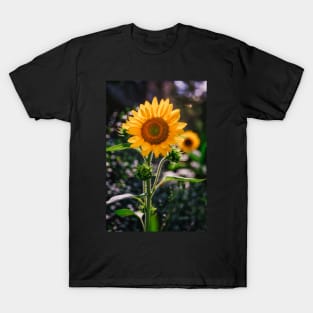 Sunflowers at Noon Photograph T-Shirt